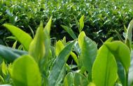 夏季茶园施肥指南：选择哪种肥料最合适？