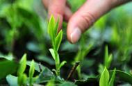 为何市场上的霍山黄芽大多被认定为绿茶？传统黄茶是否仍有存在？