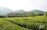 广西六堡茶的繁荣：听听各大茶企的见解