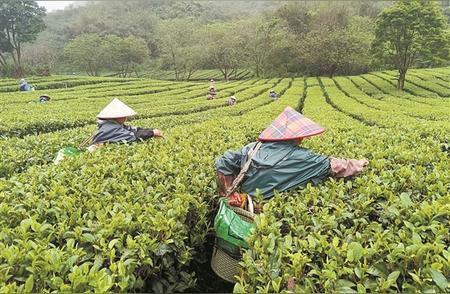 春季茶叶采收季启动，预计产量提升20%