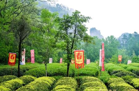 武夷山的茗茶盛宴：大红袍文化节成功举办！